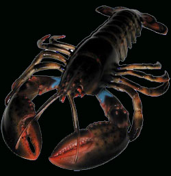 lobster